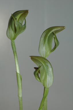 APII jpeg image of Pterostylis abrupta  © contact APII