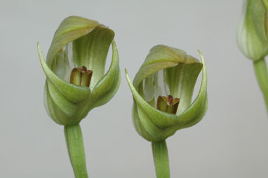 APII jpeg image of Pterostylis curta  © contact APII