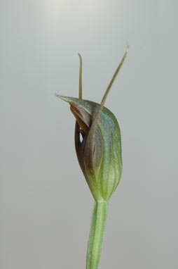 APII jpeg image of Pterostylis erecta  © contact APII