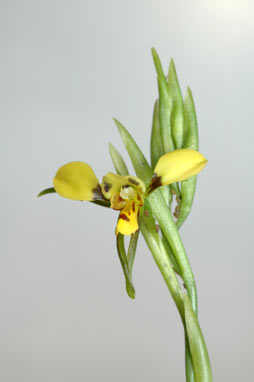 APII jpeg image of Diuris abbreviata  © contact APII