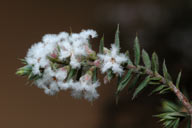 Leucopogon attenuatus