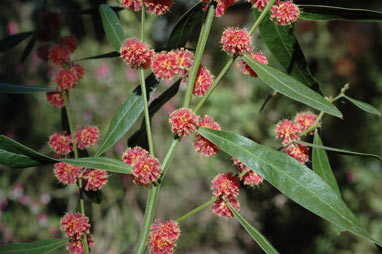 APII jpeg image of Acacia leprosa 'Scarlet Blaze'  © contact APII