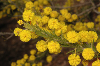 APII jpeg image of Acacia gordonii  © contact APII