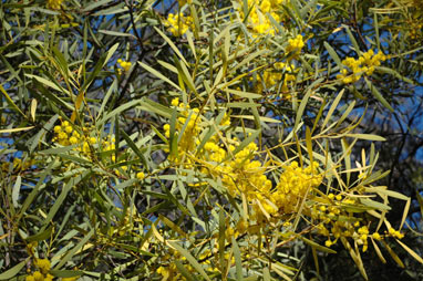 APII jpeg image of Acacia obtusata  © contact APII