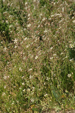 APII jpeg image of Capsella bursa-pastoris  © contact APII