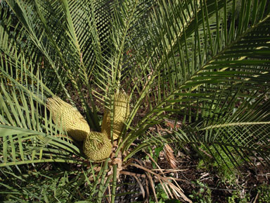 APII jpeg image of Macrozamia riedlei  © contact APII