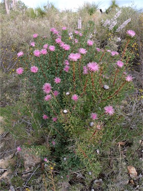 APII jpeg image of Isopogon dubius  © contact APII