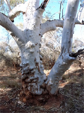 APII jpeg image of Eucalyptus camaldulensis subsp. obtusa  © contact APII