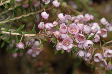 APII jpeg image of Thryptomene hyporhytis  © contact APII