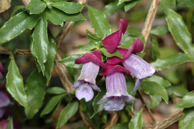 APII jpeg image of Prostanthera magnifica  © contact APII