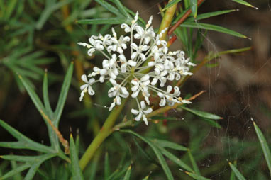 APII jpeg image of Grevillea phanerophleba  © contact APII