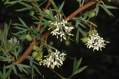 APII jpeg image of Grevillea phanerophlebia  © contact APII