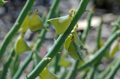 APII jpeg image of Daviesia euphorbioides  © contact APII