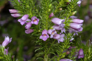 APII jpeg image of Eremophila scaberula  © contact APII