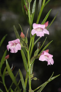 APII jpeg image of Eremophila complanata  © contact APII