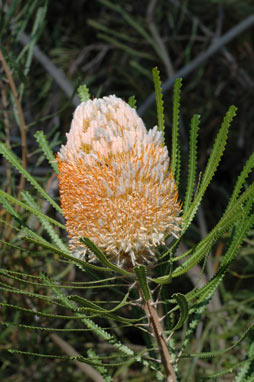 APII jpeg image of Banksia hookeriana  © contact APII