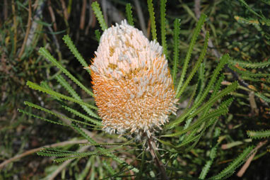 APII jpeg image of Banksia hookeriana  © contact APII