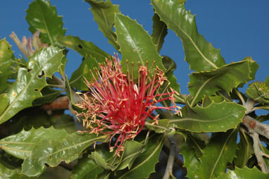 APII jpeg image of Banksia ilicifolia  © contact APII