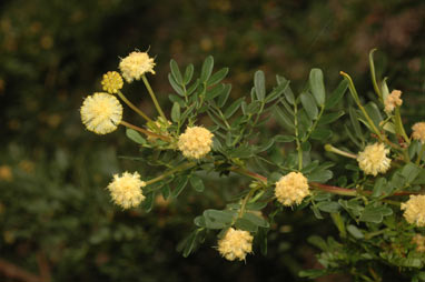 APII jpeg image of Acacia leioderma  © contact APII