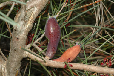 APII jpeg image of Hakea strumosa  © contact APII