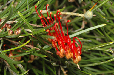 APII jpeg image of Grevillea concinna subsp. lemanniana  © contact APII