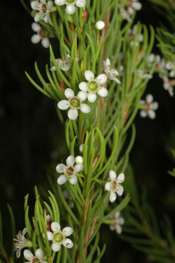 APII jpeg image of Chamelaucium sp. Mt Frankland (A.S.George 11117)  © contact APII