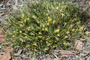 APII jpeg image of Conostylis setigera subsp. dasys  © contact APII