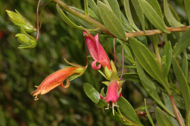 APII jpeg image of Eremophila denticulata subsp. denticulata  © contact APII