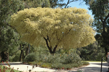 APII jpeg image of Agonis flexuosa 'variegated'  © contact APII