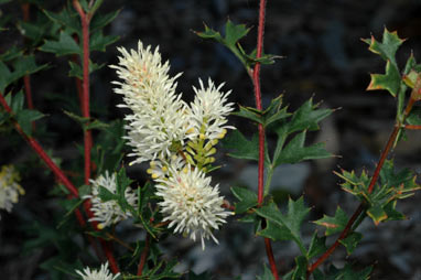 APII jpeg image of Grevillea pulchella  © contact APII