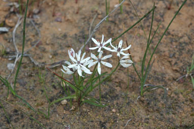 APII jpeg image of Wurmbea dioica subsp. alba  © contact APII