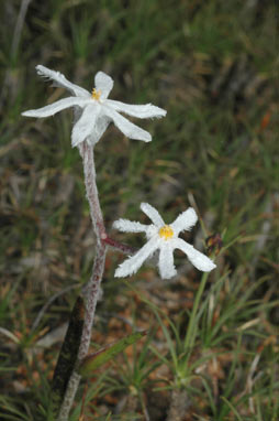 APII jpeg image of Tribonanthes longipetala  © contact APII