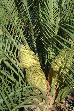 APII jpeg image of Macrozamia riedlei  © contact APII