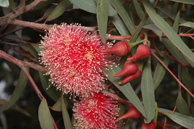 APII jpeg image of Eucalyptus erythronema var. erythronema  © contact APII