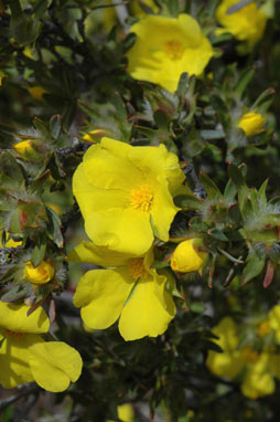 APII jpeg image of Hibbertia glomerosa  © contact APII