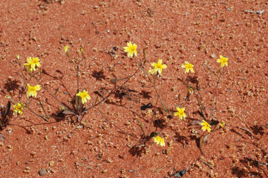 APII jpeg image of Goodenia berardiana  © contact APII