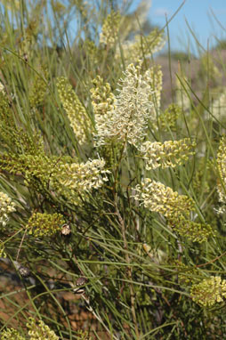 APII jpeg image of Grevillea obliquistigma subsp. obliquistigma  © contact APII