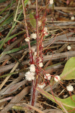 APII jpeg image of Cuscuta planiflora  © contact APII