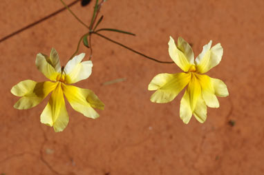 APII jpeg image of Goodenia pinnatifida  © contact APII