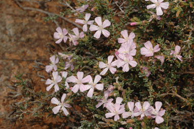 APII jpeg image of Frankenia pauciflora var. pauciflora  © contact APII