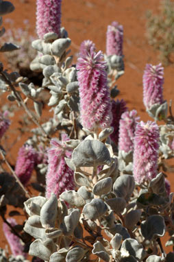 APII jpeg image of Ptilotus rotundifolius  © contact APII