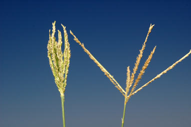 APII jpeg image of Leptochloa digitata  © contact APII