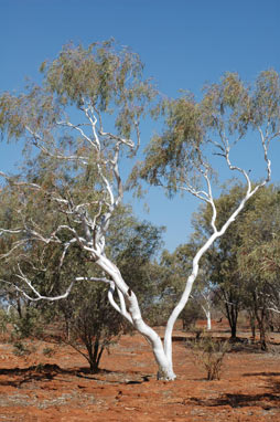 APII jpeg image of Eucalyptus victrix  © contact APII