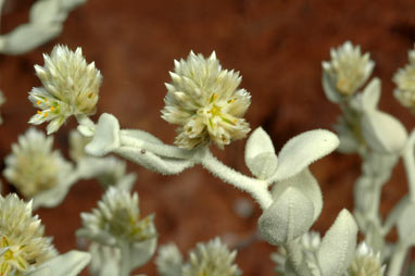 APII jpeg image of Ptilotus luteolus  © contact APII