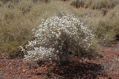 APII jpeg image of Newcastelia cephalantha  © contact APII