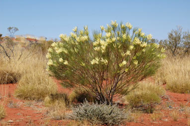 APII jpeg image of Grevillea stenobotrya  © contact APII