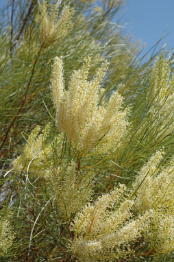 APII jpeg image of Grevillea stenobotrya  © contact APII