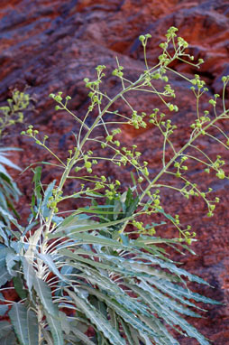 APII jpeg image of Astrotricha hamptonii  © contact APII