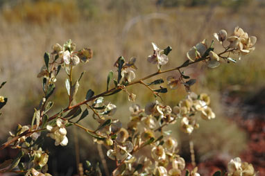 APII jpeg image of Dodonaea coriacea  © contact APII