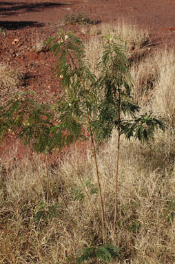 APII jpeg image of Leucaena leucocephala  © contact APII